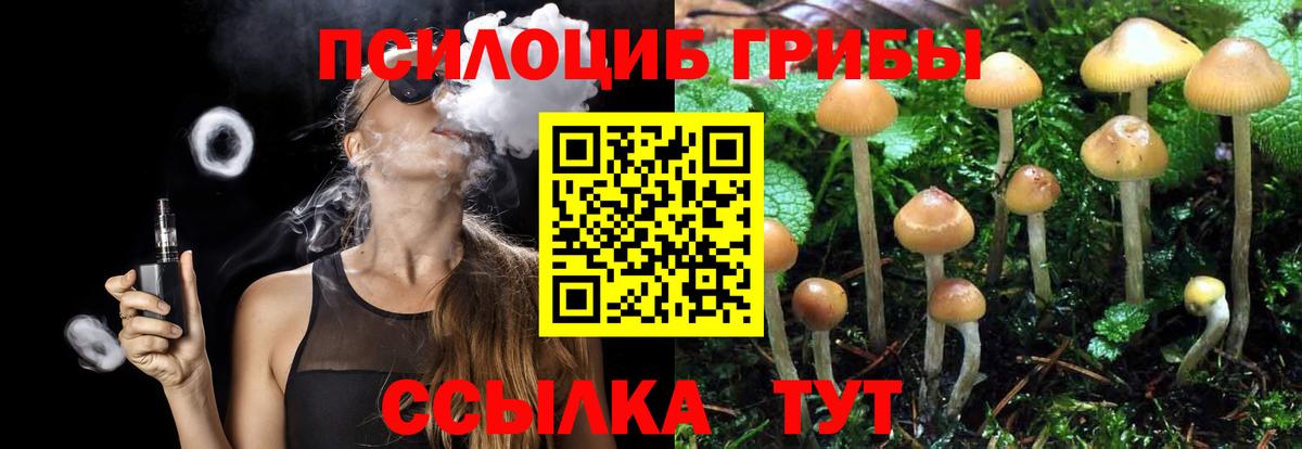 Псилоцибиновые грибы Psilocybine cubensis Новороссийск